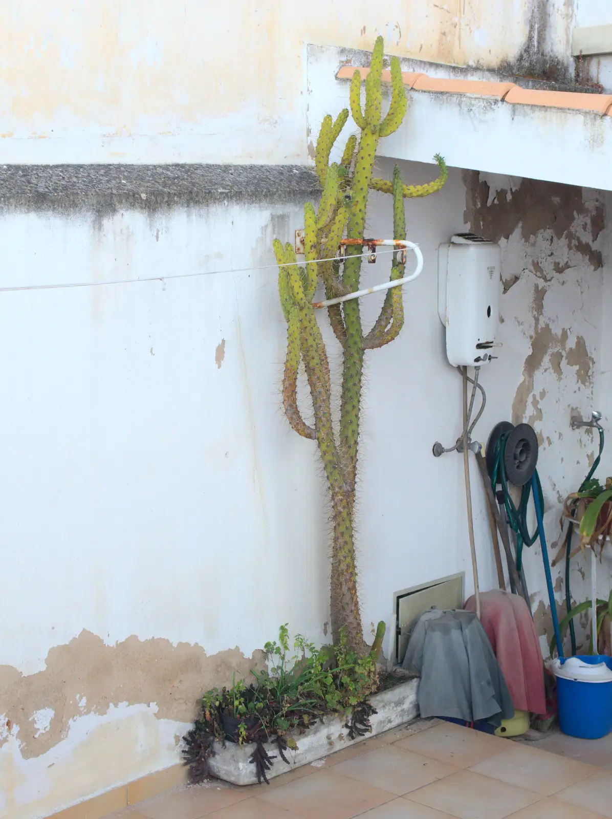 A funky cactus, from Last Days and the Journey Home, Albufeira, Portugal - 9th April 2016