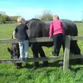 The boys chat to Chinner the horse, The BSCC at the Hoxne Swan, and Mint Street Hula, Suffolk and London - 4th May 2016