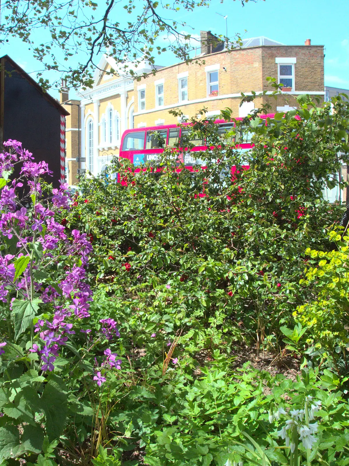 City-park flowers, from The BSCC at the Hoxne Swan, and Mint Street Hula, Suffolk and London - 4th May 2016