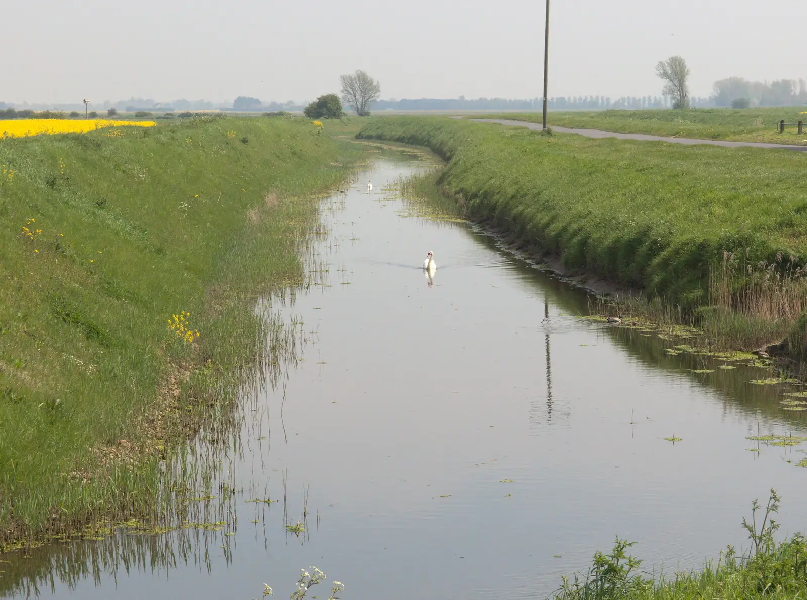 A couple of swans float up the drain, from The BSCC Cycling Weekender, Outwell, West Norfolk - 7th May 2016