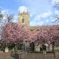 Cherry blossom in the churchyard, The BSCC Cycling Weekender, Outwell, West Norfolk - 7th May 2016