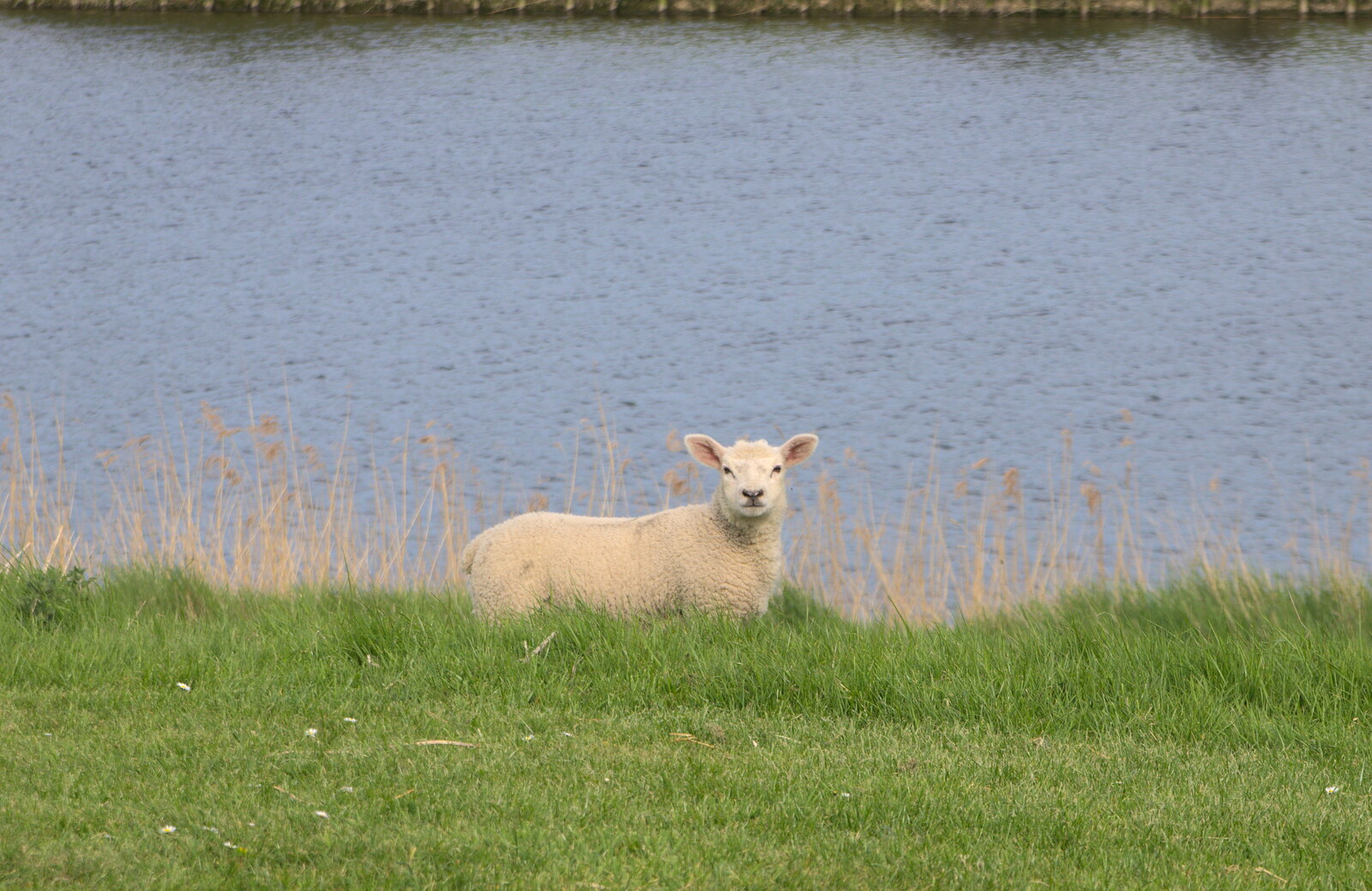 A lamb from The BSCC Cycling Weekender, Outwell, West Norfolk - 7th May 2016
