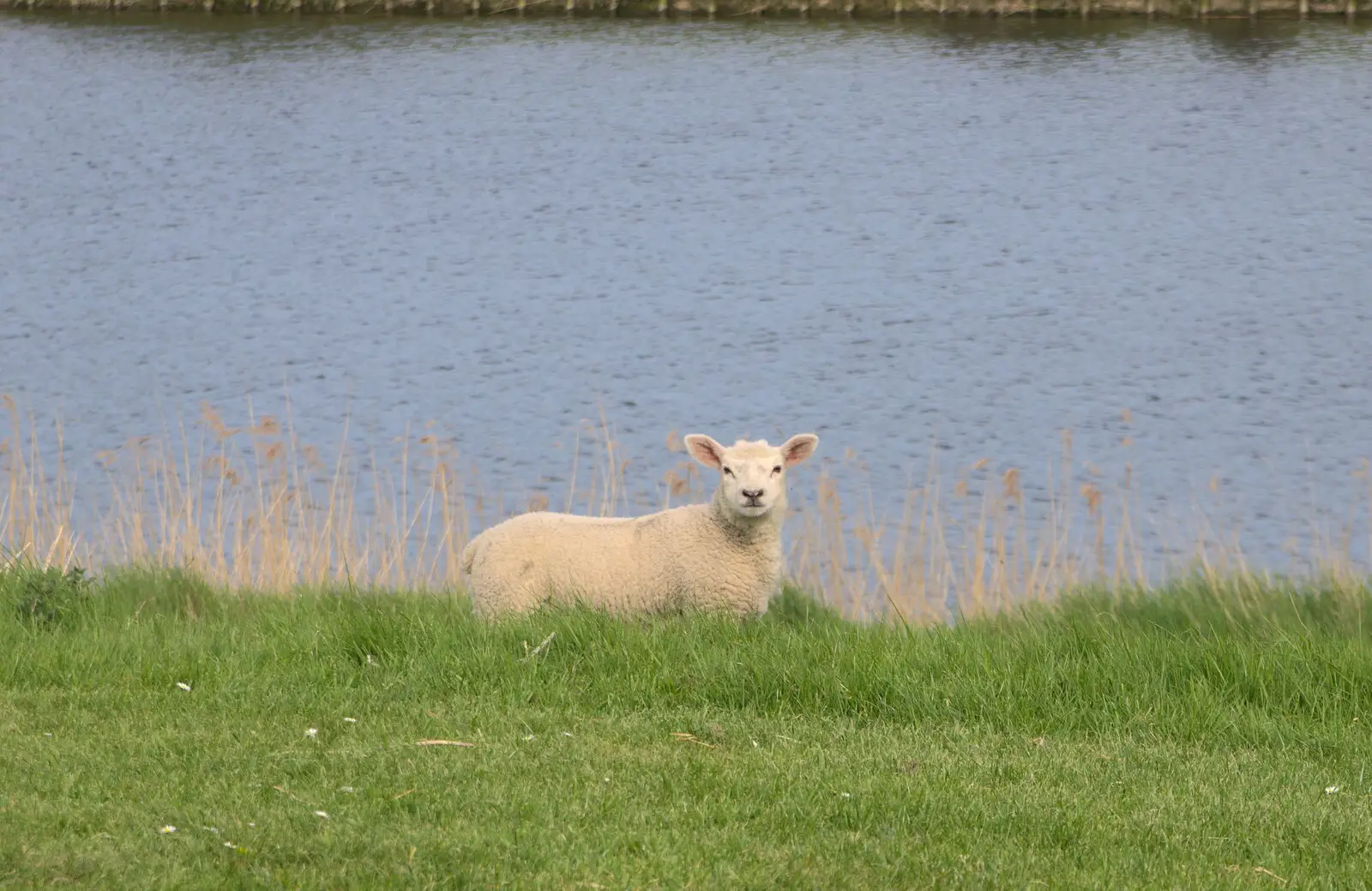 A lamb by the river, from The BSCC Cycling Weekender, Outwell, West Norfolk - 7th May 2016