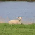 A lamb by the river, The BSCC Cycling Weekender, Outwell, West Norfolk - 7th May 2016