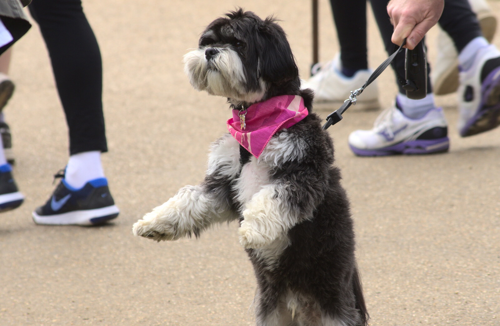A dog with a pink bandana sits up for a photo from Isobel's Race for Life, Costessey, Norwich - 15th May 2016