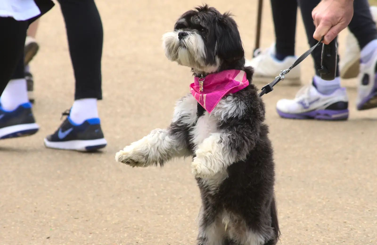 A dog with a pink bandana sits up for a photo, from Isobel's Race for Life, Costessey, Norwich - 15th May 2016