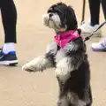 A dog with a pink bandana sits up for a photo, Isobel's Race for Life, Costessey, Norwich - 15th May 2016