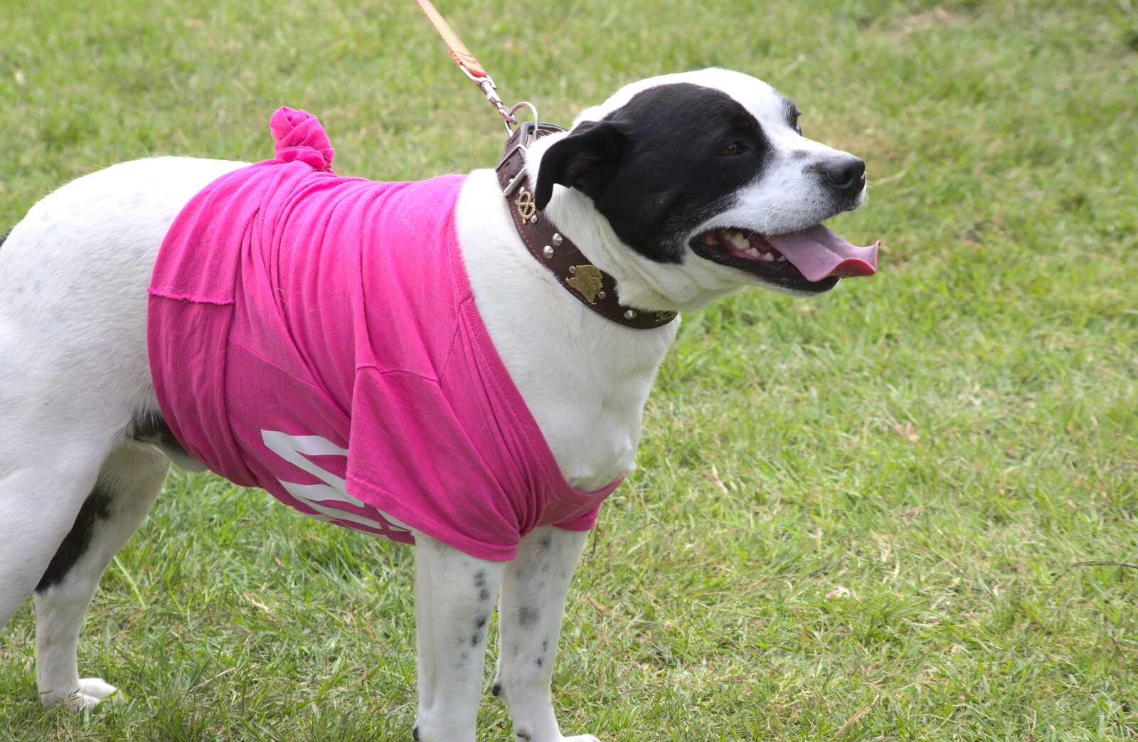 Dogs with pink stuff on are definitely in vogue from Isobel's Race for Life, Costessey, Norwich - 15th May 2016