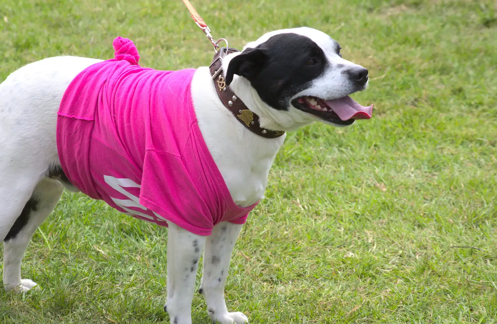 Dogs with pink stuff on are definitely in vogue, from Isobel's Race for Life, Costessey, Norwich - 15th May 2016