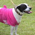 Dogs with pink stuff on are definitely in vogue, Isobel's Race for Life, Costessey, Norwich - 15th May 2016