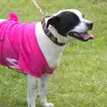 Dogs with pink stuff on are definitely in vogue, Isobel's Race for Life, Costessey, Norwich - 15th May 2016