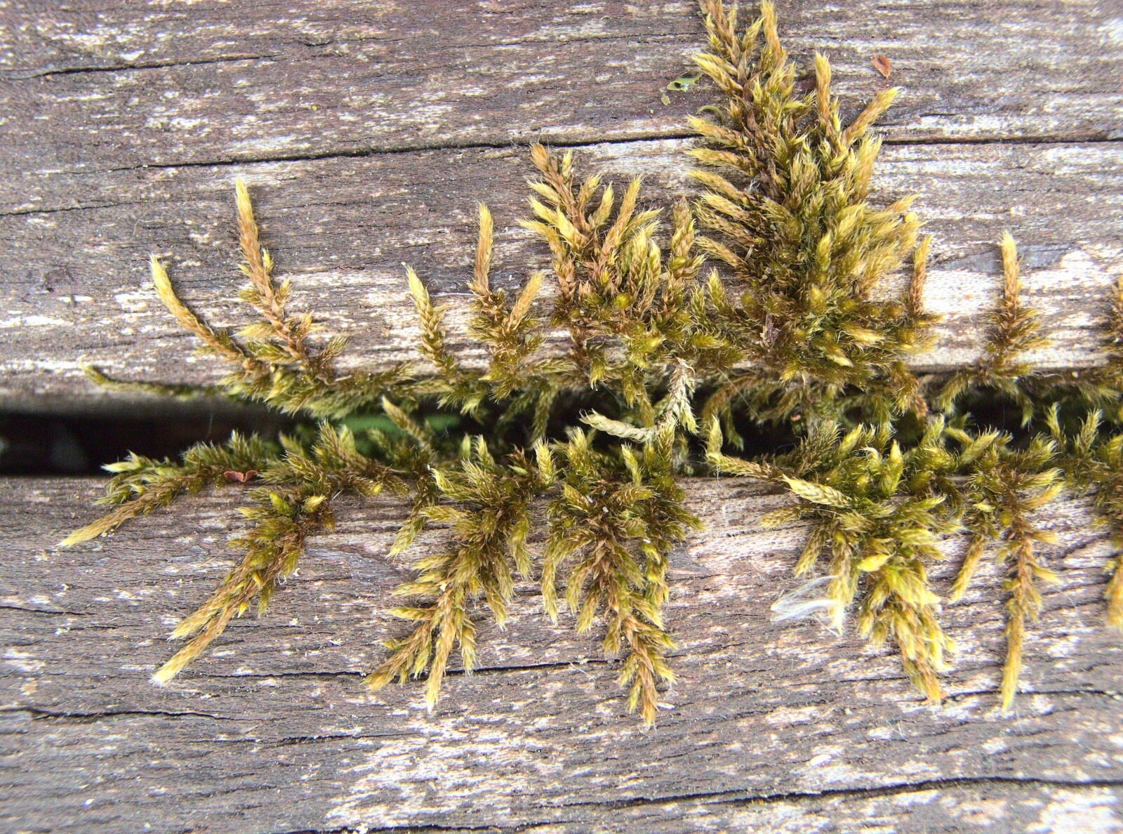 Cool moss grows up through a bench from The BSCC at the Wortwell Bell, Wortwell, Norfolk - 26th May 2016