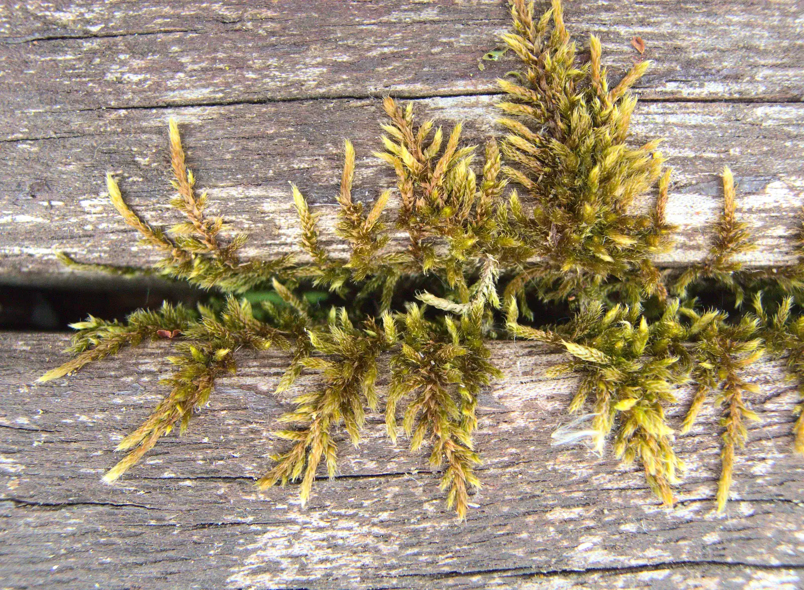 Cool moss grows up through a bench, from The BSCC at the Wortwell Bell, Wortwell, Norfolk - 26th May 2016