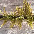 Cool moss grows up through a bench, The BSCC at the Wortwell Bell, Wortwell, Norfolk - 26th May 2016