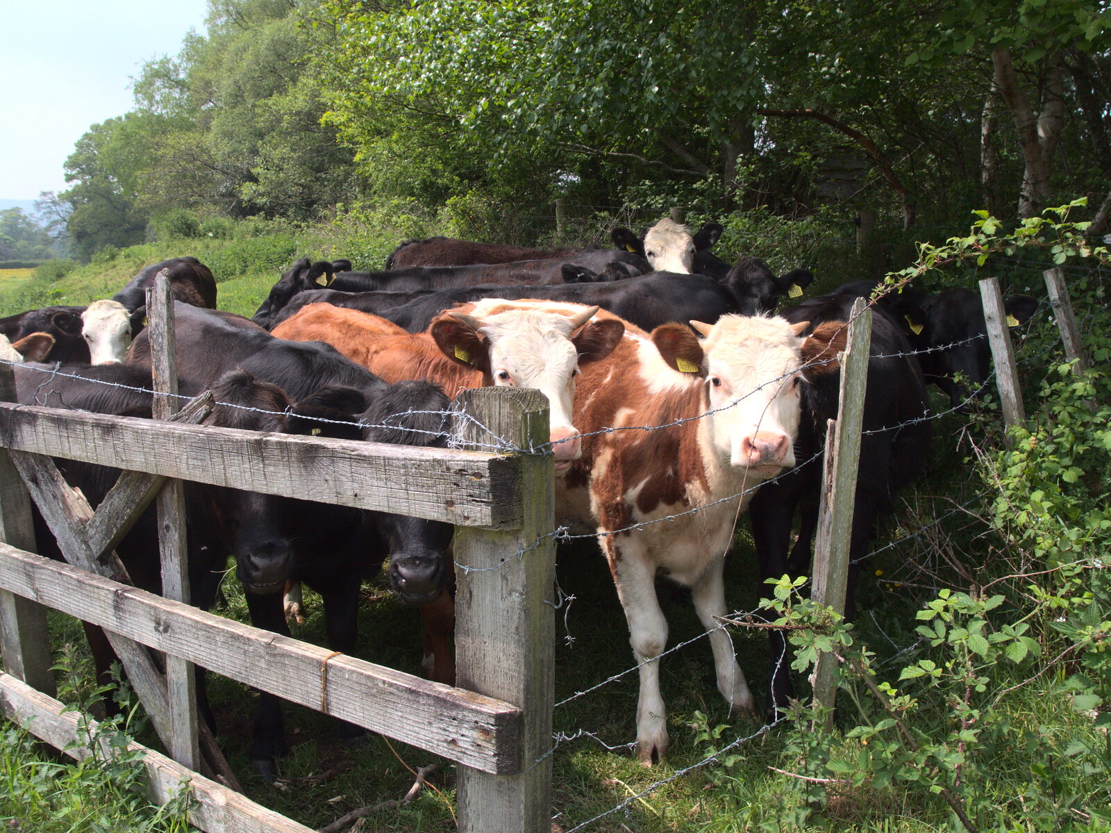Some curious calves peer over a fence from The Grand Re-opening of the Chagford Lido, Chagford, Devon - 28th May 2016