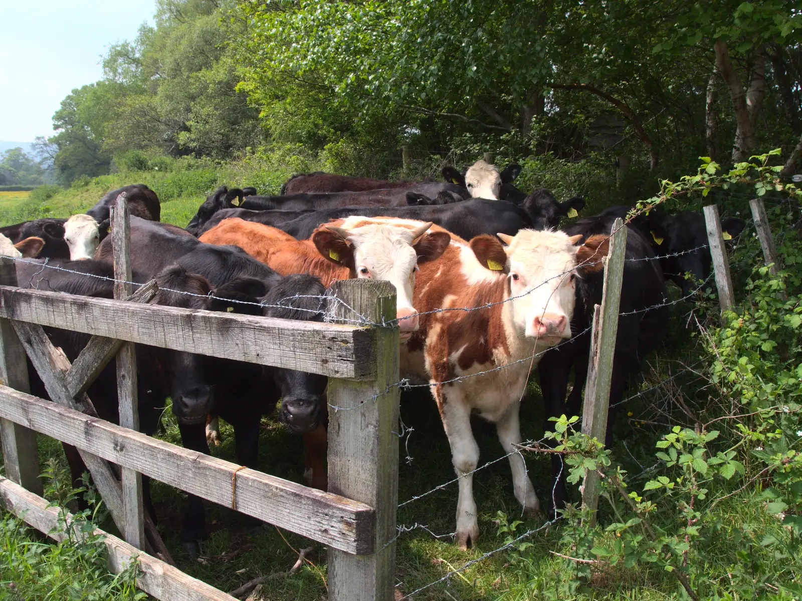 Some curious calves peer over a fence, from The Grand Re-opening of the Chagford Lido, Chagford, Devon - 28th May 2016