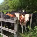 Some curious calves peer over a fence, The Grand Re-opening of the Chagford Lido, Chagford, Devon - 28th May 2016