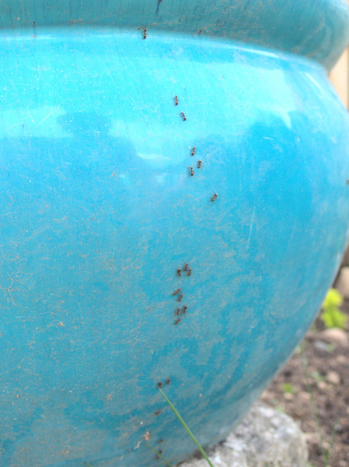 A line of ants crawls up a plant pot from The Grand Re-opening of the Chagford Lido, Chagford, Devon - 28th May 2016