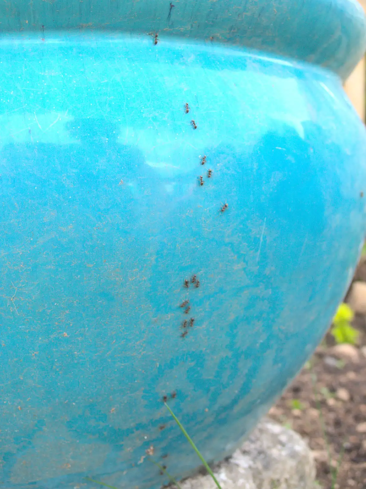 A line of ants crawls up a plant pot, from The Grand Re-opening of the Chagford Lido, Chagford, Devon - 28th May 2016