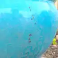 A line of ants crawls up a plant pot, The Grand Re-opening of the Chagford Lido, Chagford, Devon - 28th May 2016