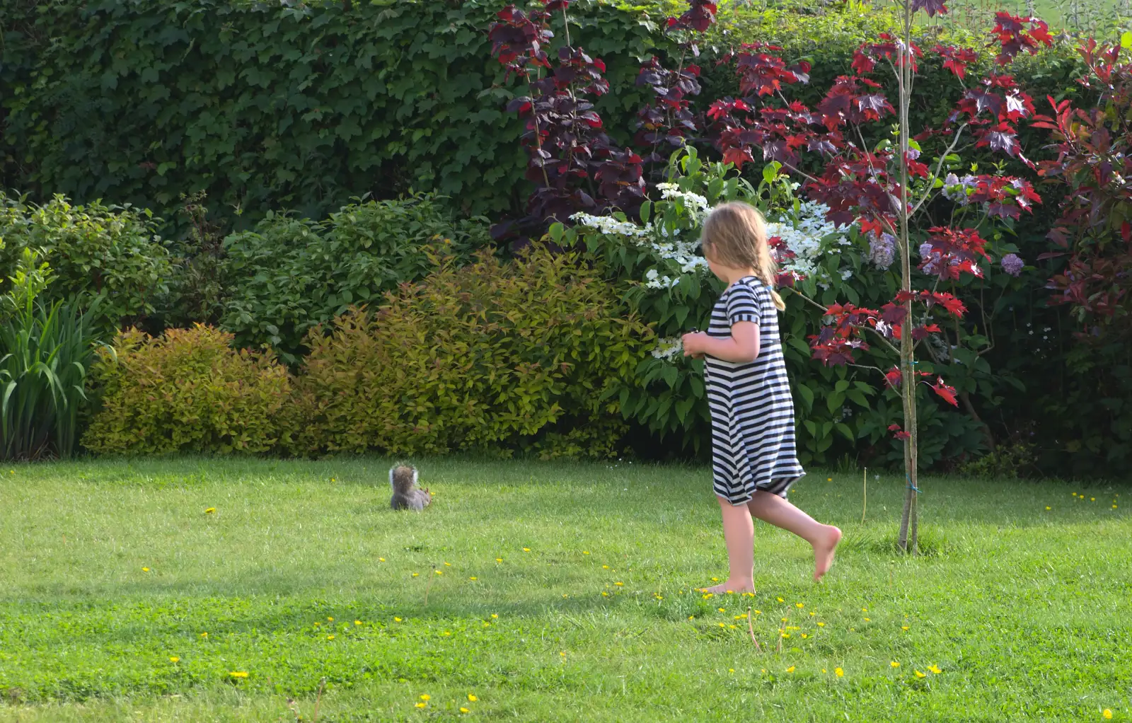 There's a squirrel in the garden, from A Visit to Okehampton Castle and Dartmoor, Devon  - 28th May 2016