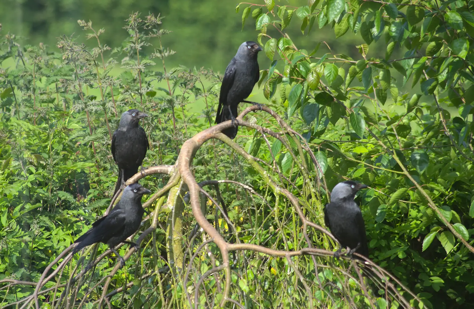 A mob of Jackdaws hang around in Grandma J's tree, from A Visit to Okehampton Castle and Dartmoor, Devon  - 28th May 2016