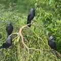 A mob of Jackdaws hang around in Grandma J's tree, A Visit to Okehampton Castle and Dartmoor, Devon  - 28th May 2016