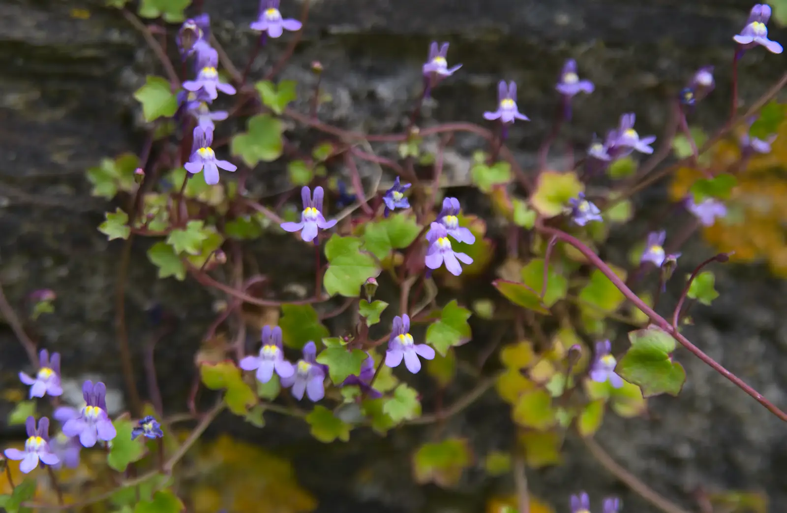 Pretty lilac flowers, from A Visit to Okehampton Castle and Dartmoor, Devon  - 28th May 2016