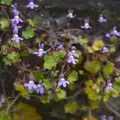 Pretty lilac flowers, A Visit to Okehampton Castle and Dartmoor, Devon  - 28th May 2016