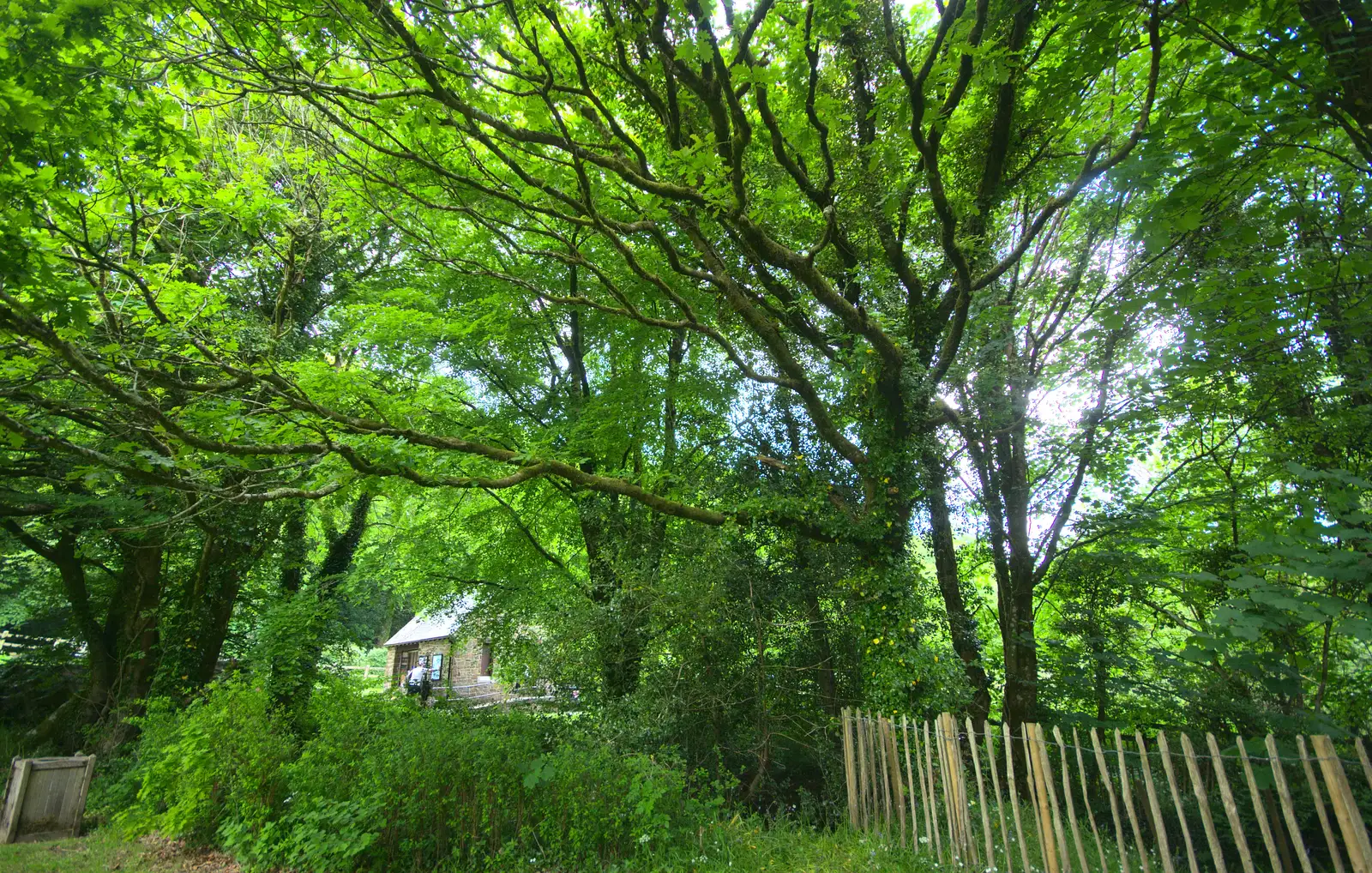 Trees, and the castle ticket office, from A Visit to Okehampton Castle and Dartmoor, Devon  - 28th May 2016