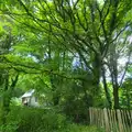 Trees, and the castle ticket office, A Visit to Okehampton Castle and Dartmoor, Devon  - 28th May 2016