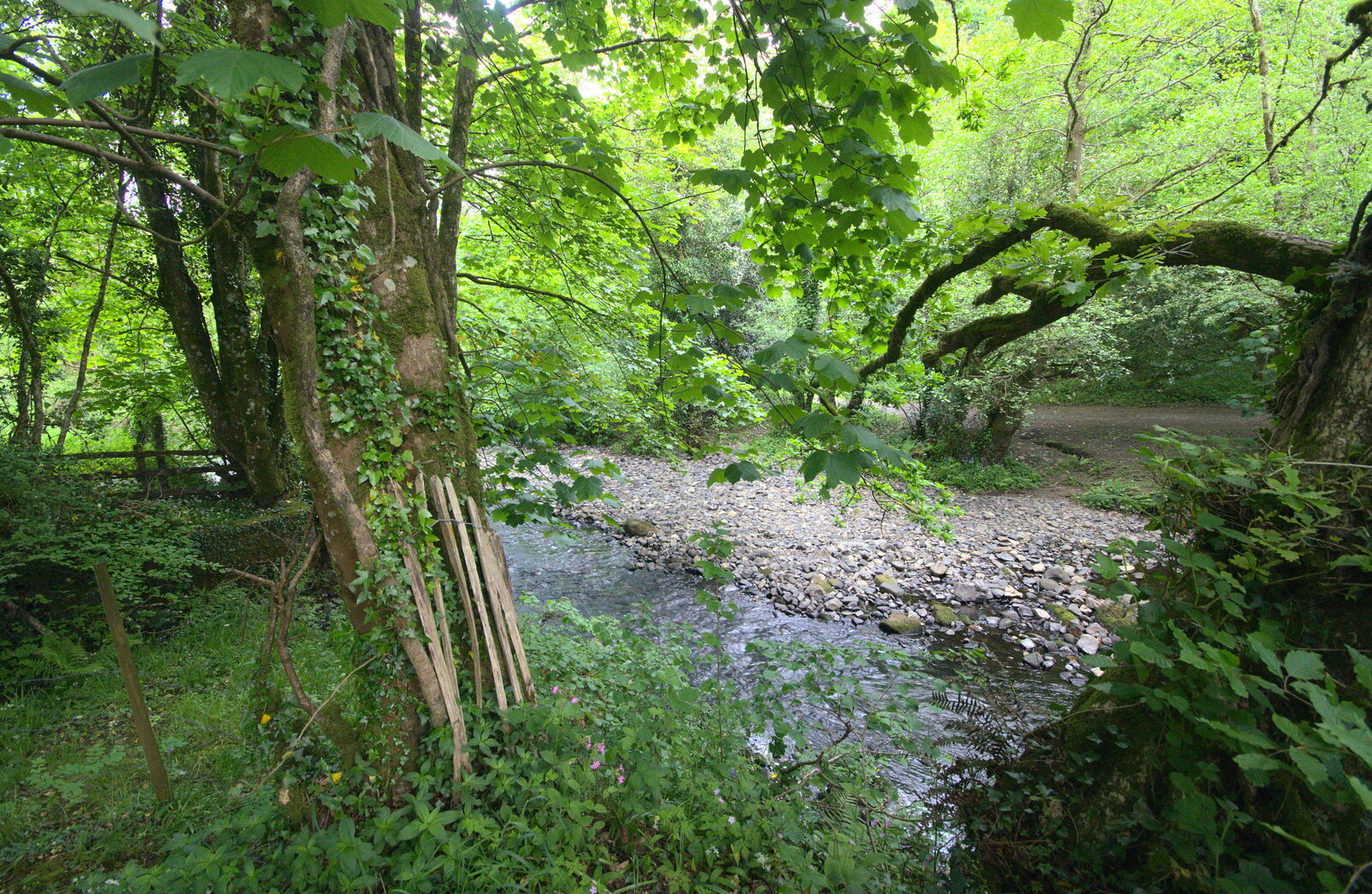 The nearby river from A Visit to Okehampton Castle and Dartmoor, Devon  - 28th May 2016