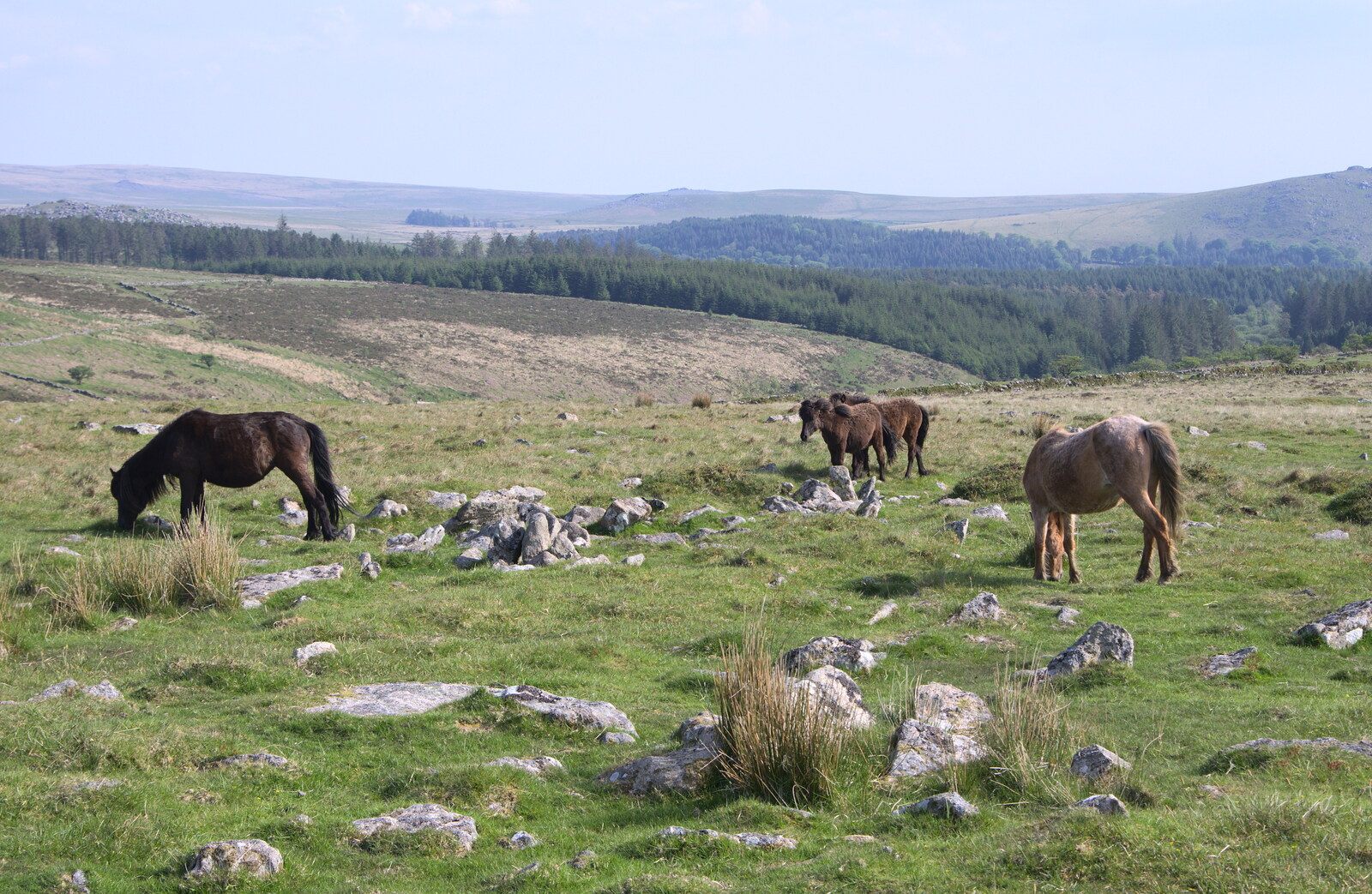 Dartmoor ponies from A Visit to Okehampton Castle and Dartmoor, Devon  - 28th May 2016