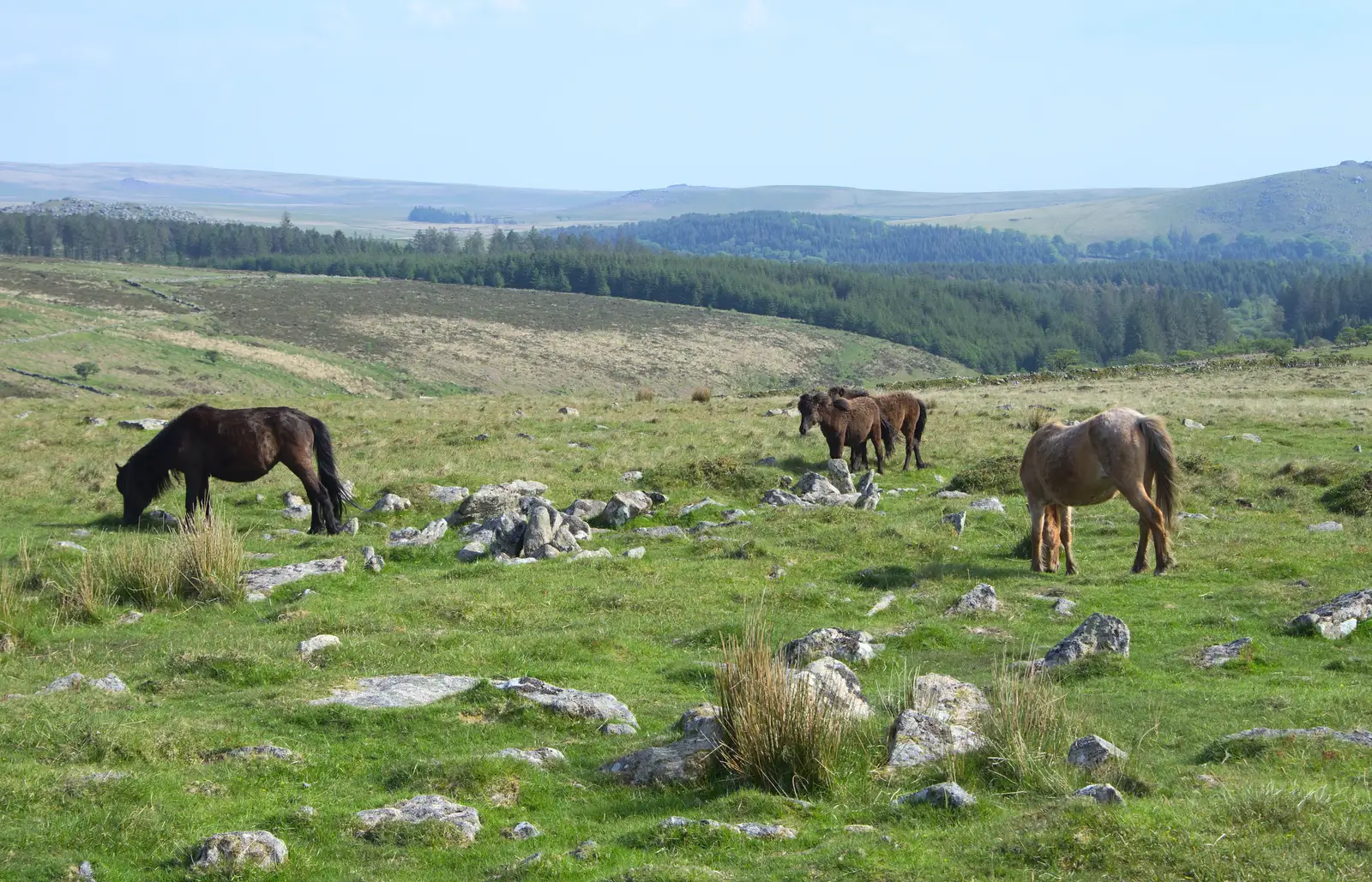 Dartmoor ponies, from A Visit to Okehampton Castle and Dartmoor, Devon  - 28th May 2016