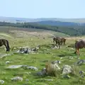 Dartmoor ponies, A Visit to Okehampton Castle and Dartmoor, Devon  - 28th May 2016