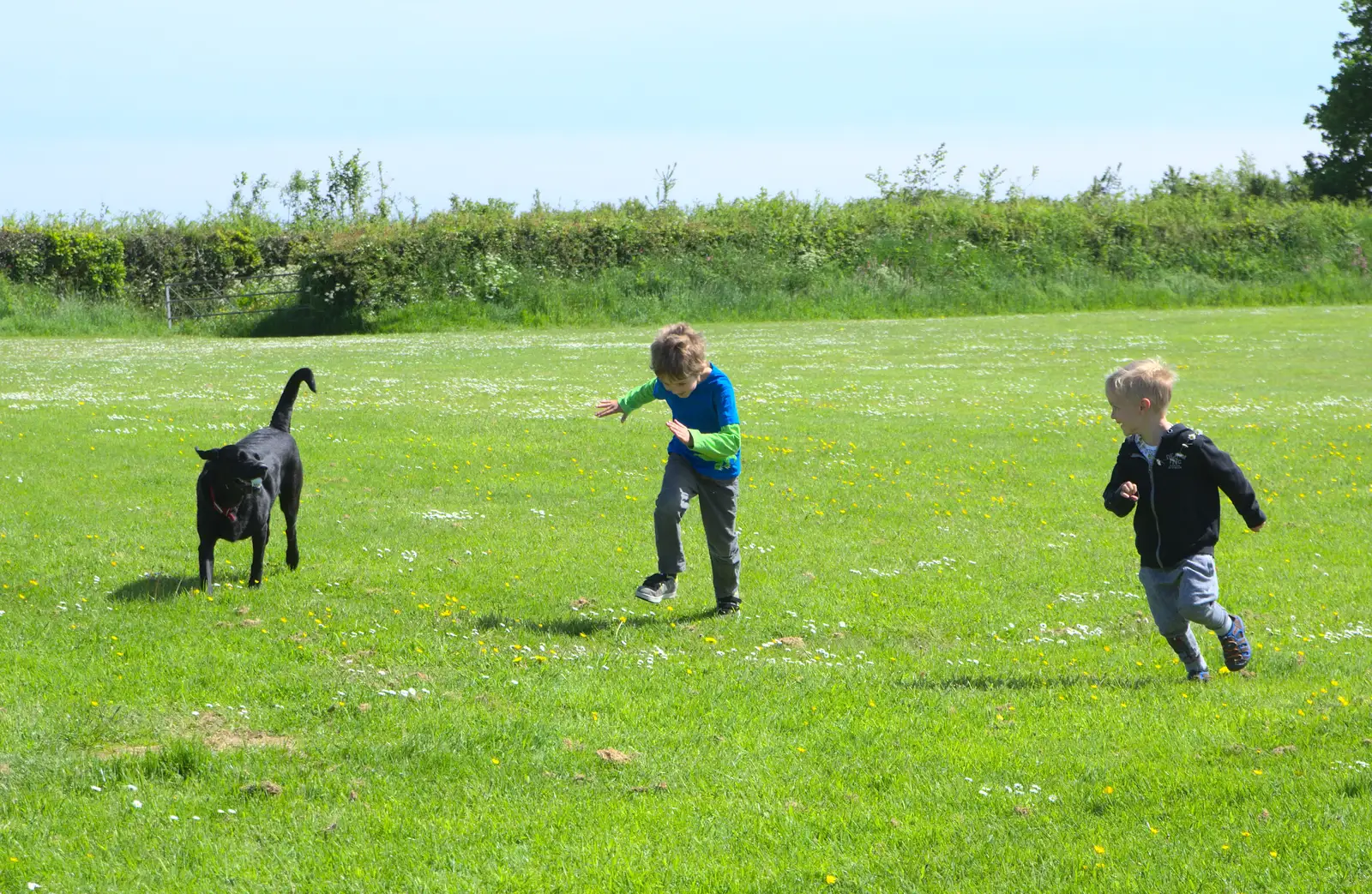 The boys chase the labrador around, from Spreyton to Stonehenge, Salisbury Plain, Wiltshire - 31st May 2016