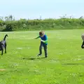 The boys chase the labrador around, Spreyton to Stonehenge, Salisbury Plain, Wiltshire - 31st May 2016