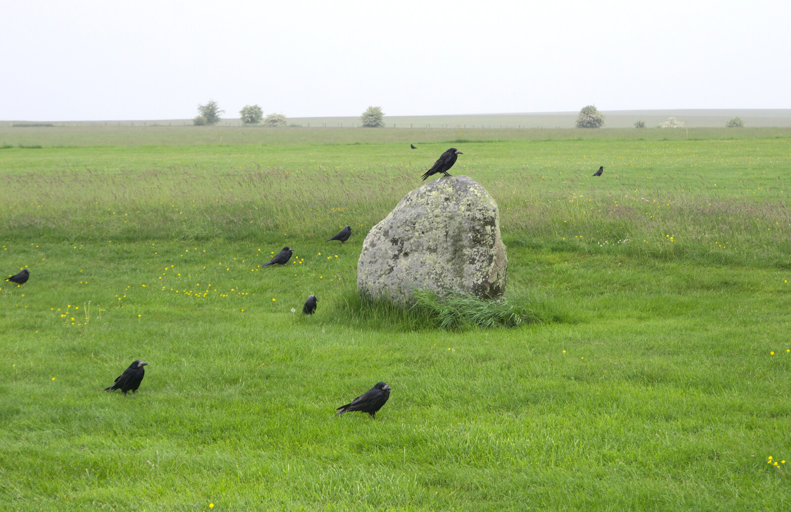 The birds all face down-rain from Spreyton to Stonehenge, Salisbury Plain, Wiltshire - 31st May 2016