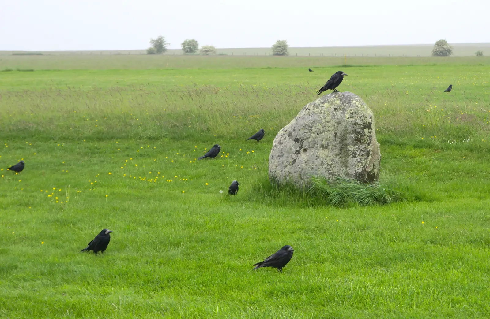 The birds all face down-rain, from Spreyton to Stonehenge, Salisbury Plain, Wiltshire - 31st May 2016