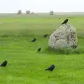 The birds all face down-rain, Spreyton to Stonehenge, Salisbury Plain, Wiltshire - 31st May 2016