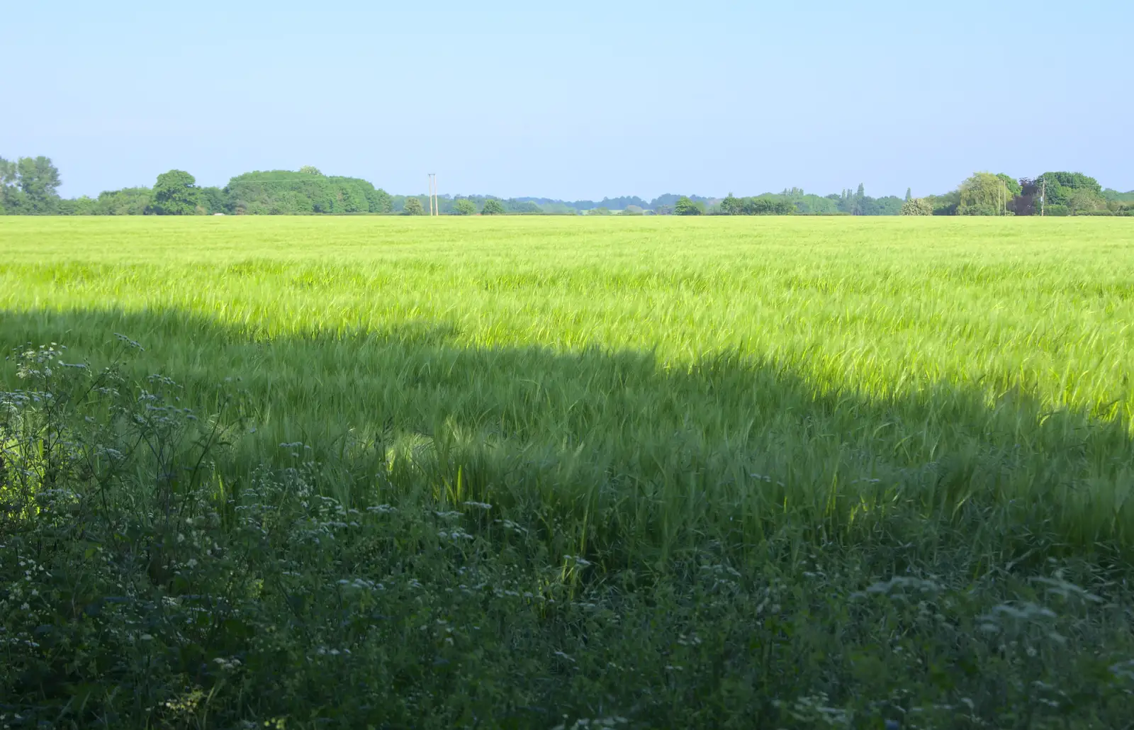 A 100-acre field of barley, from A Trip to the Office and the Mayor-Making Parade, Eye, Suffolk - 4th June 2016