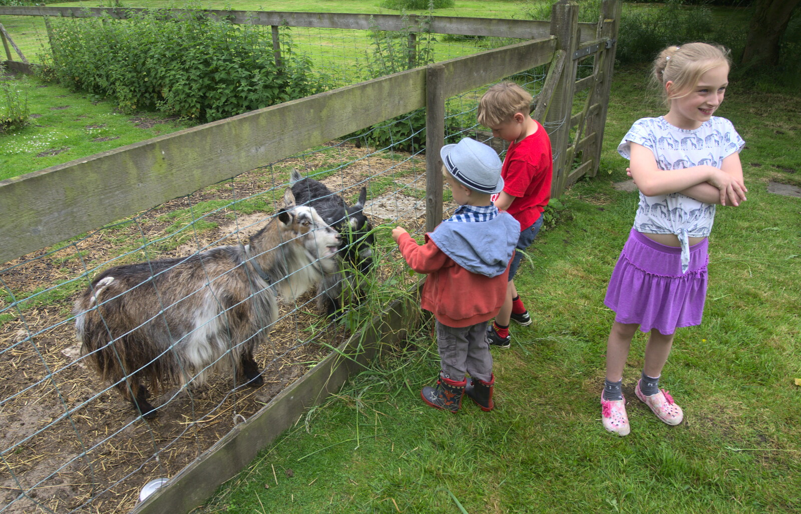 Harry feeds the goats from The Queen's Village Hall Birthday, Brome, Suffolk - 12th June 2016