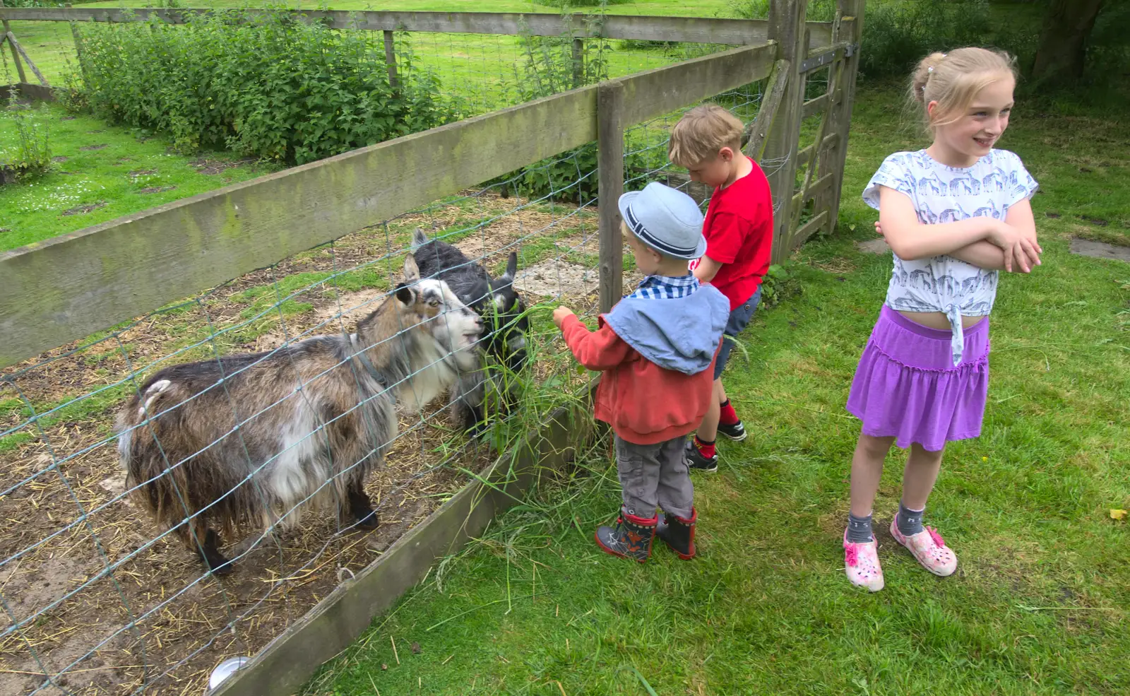 Harry feeds the goats, from The Queen's Village Hall Birthday, Brome, Suffolk - 12th June 2016