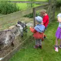 Harry feeds the goats, The Queen's Village Hall Birthday, Brome, Suffolk - 12th June 2016