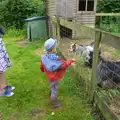 Isobel and Harry look at some goats, The Queen's Village Hall Birthday, Brome, Suffolk - 12th June 2016