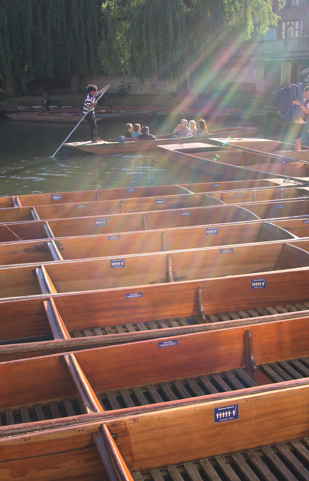 Punts in the evening sunshine from Back in the 'Bridge: an Anniversary, Cambridge - 3rd July 2016