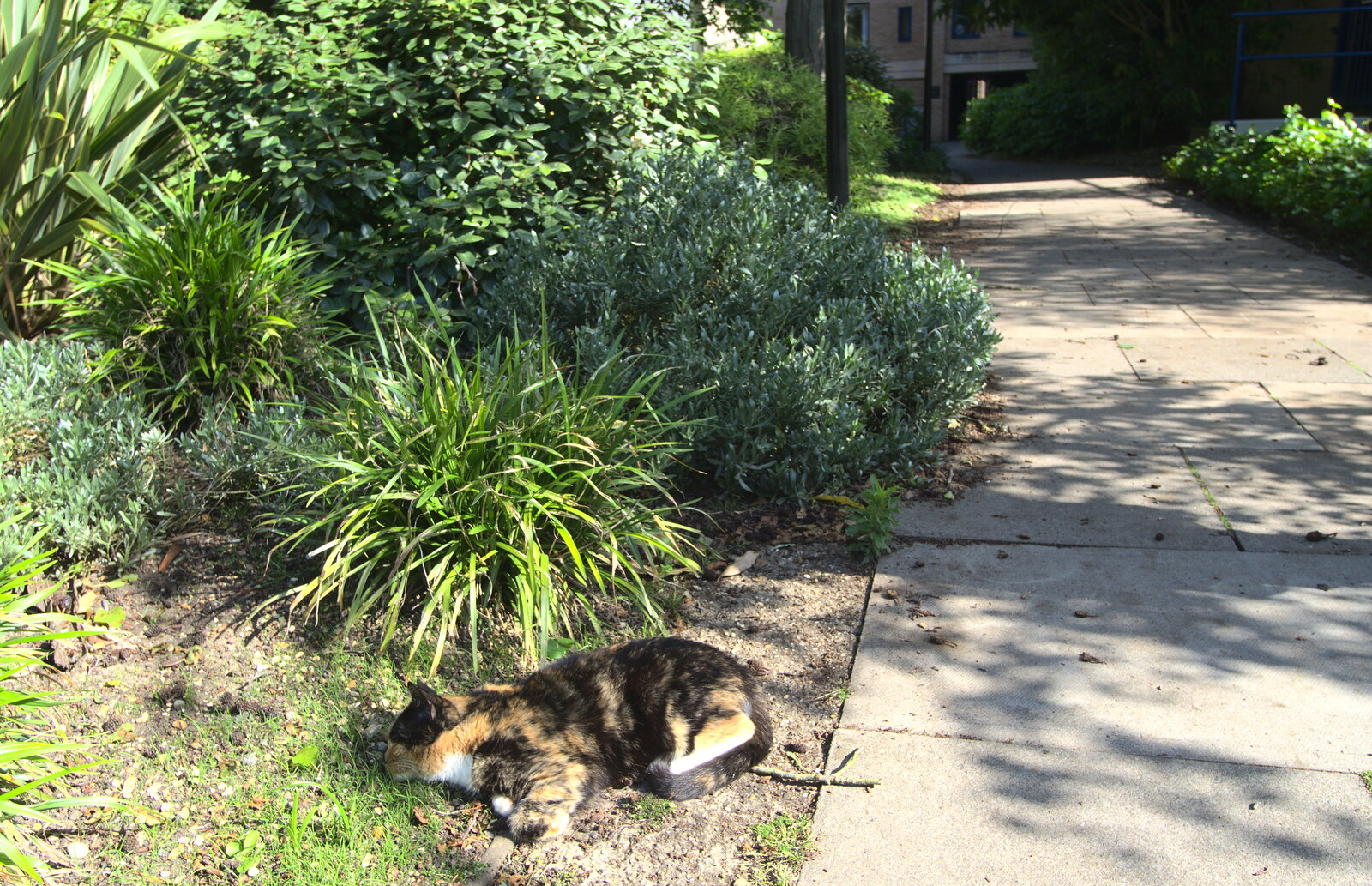 Back in the 'Bridge: an Anniversary, Cambridge - 3rd July 2016: A tortoiseshell cat finds a sunny spot