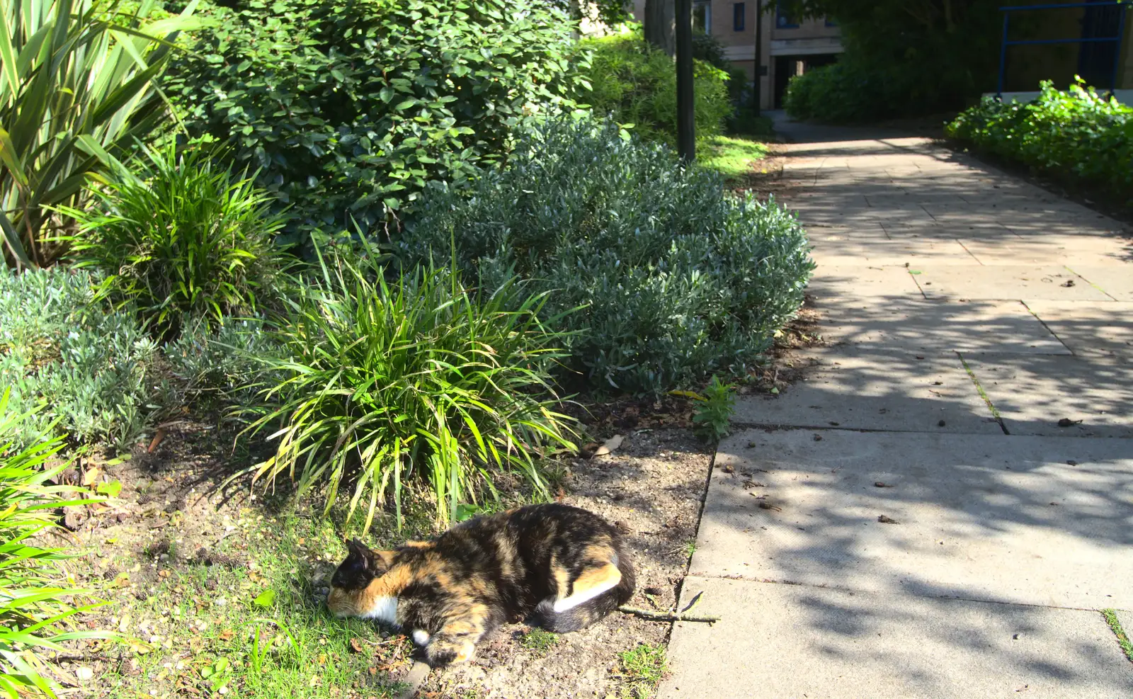 A tortoiseshell cat finds a sunny spot, from Back in the 'Bridge: an Anniversary, Cambridge - 3rd July 2016