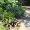 A tortoiseshell cat finds a sunny spot, Back in the 'Bridge: an Anniversary, Cambridge - 3rd July 2016