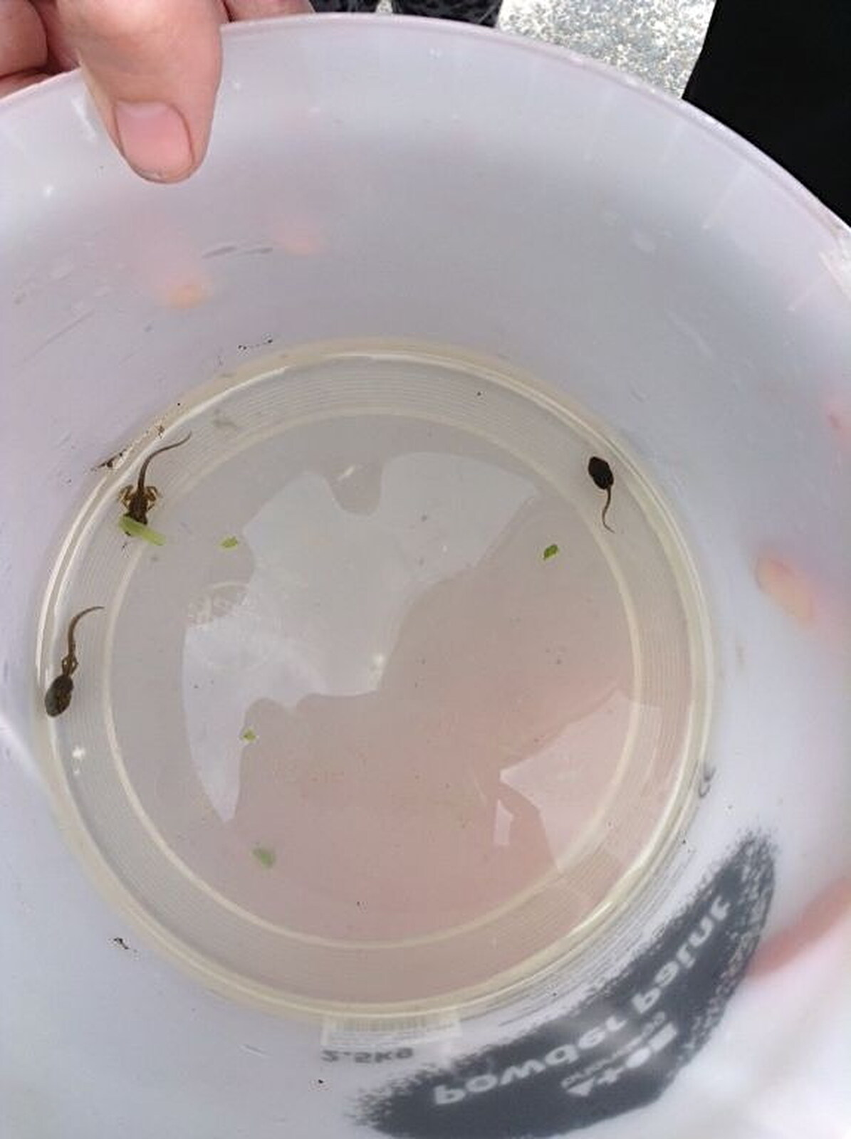 Tadpoles in a dish from Harry's Nursery Life, Mulberry Bush, Eye, Suffolk - 8th July 2016